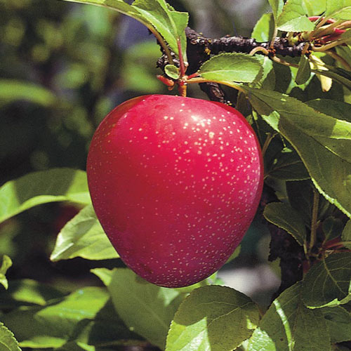 Plum, 'Superior'