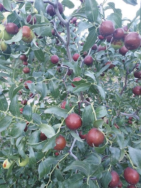Jujube, 'So'