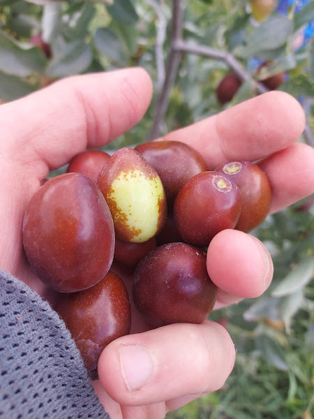 Jujube, 'Sugar Cane' (Bare Root)