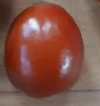 Jujube, 'Sugar Cane' (Bare Root)