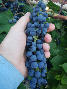 Grapes