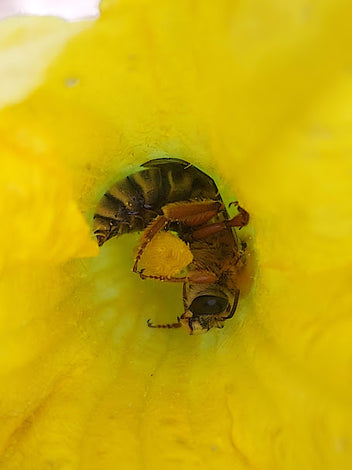 Pollinator Plants