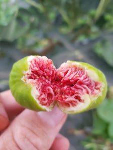 Figs