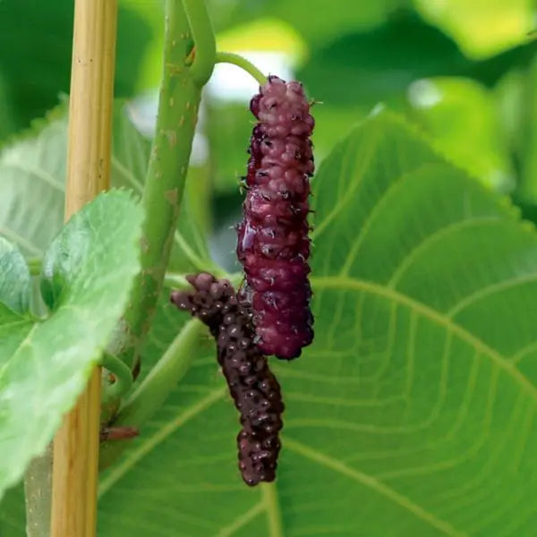 Mulberry, 'Pakistan'