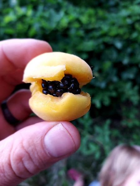 Apricot, seedlings of 'Steele' (Bare Root)