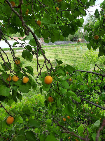 Apricot, seedlings of 'Steele' (Bare Root)