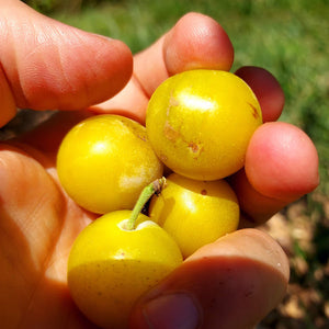 Plum, Mirabelle (Bare Root)