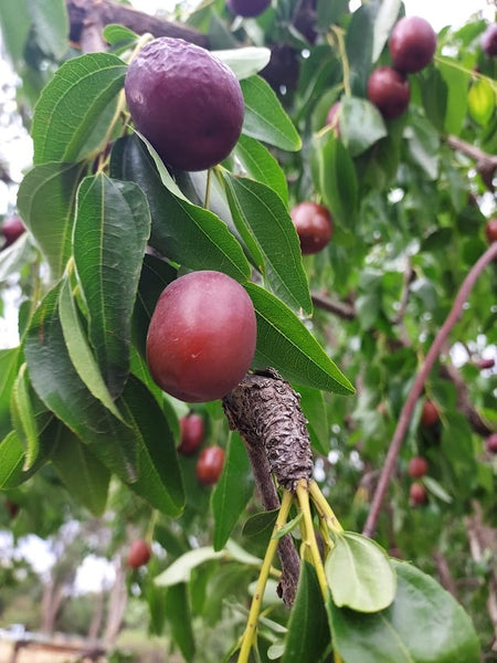 Jujube, 'Buds'