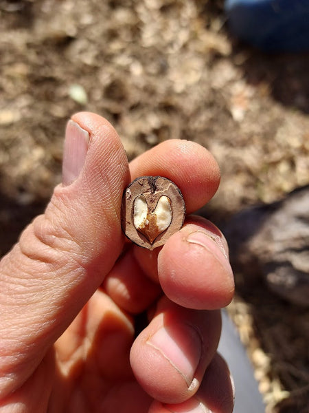 Walnut, Little (Bare Root)