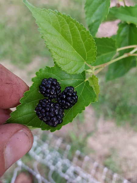 Mulberry, 'Dwarf Everbearing' (Bare Root)