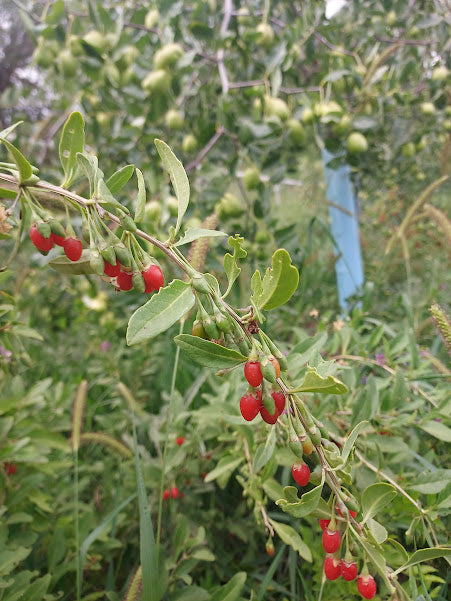 Goji Berry (Bare Root)