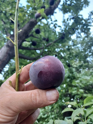 Plum, 'Santa Rosa'