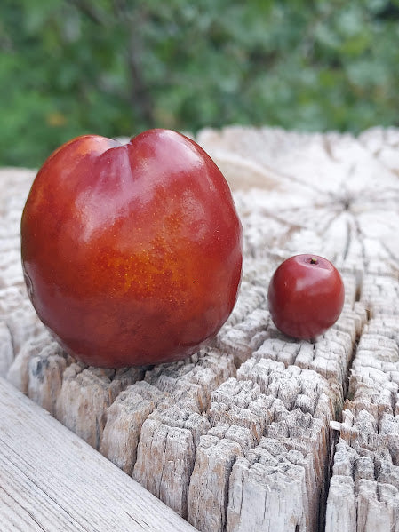 Jujube, Sour (Bare Root)