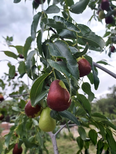 Jujube, 'Lang' (Bare Root)