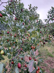 Jujube, 'Lang' (Bare Root)