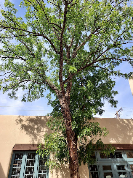 Jujube, Sour (Bare Root)