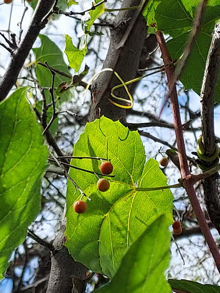 Hackberry, Netleaf (Bare Root)