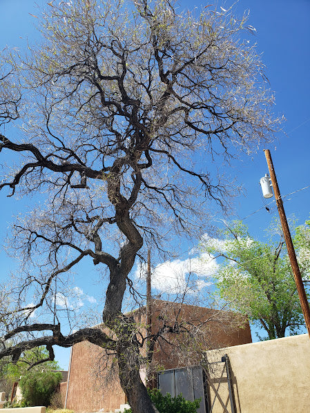 Desert Willow (Bare Root)