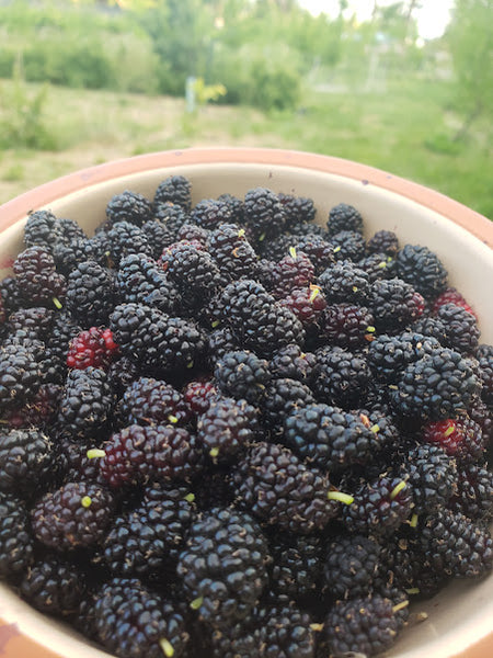 Mulberry, 'Dwarf Everbearing' (Bare Root)