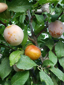 Plum, 'Rosy' (Bare Root)