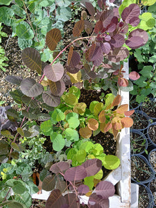 Smoketree, American (Bare Root)