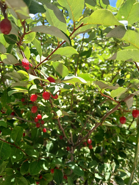 Goumi berry