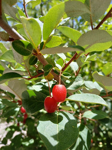Goumi berry