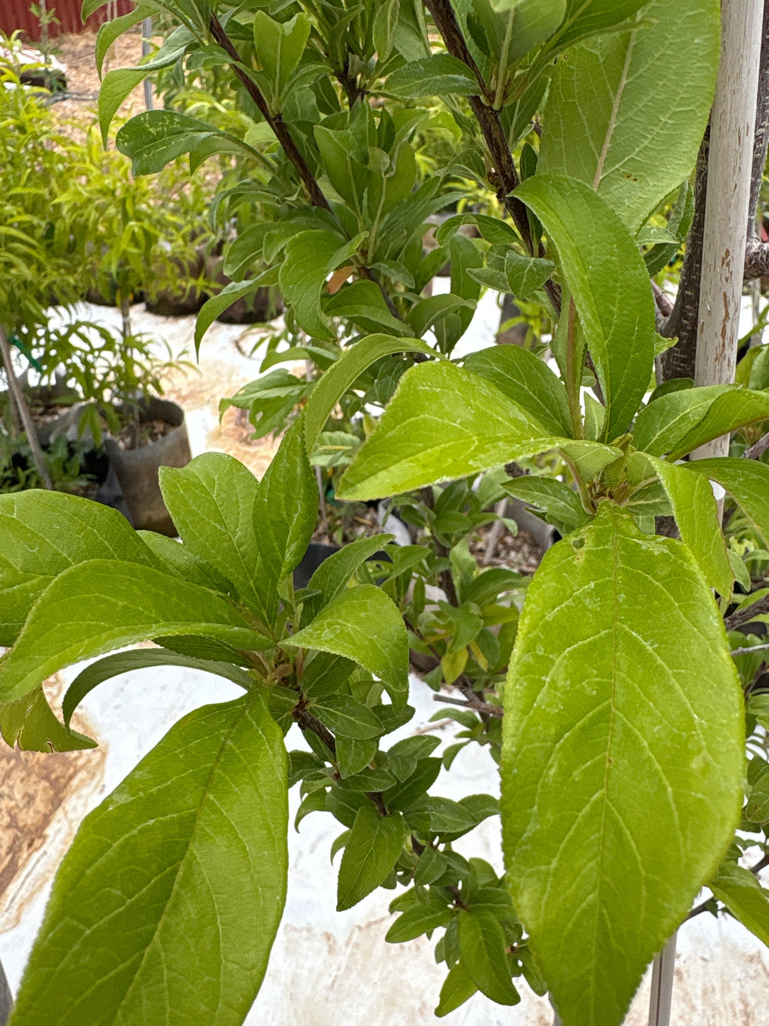 Plum, 'Vanier'