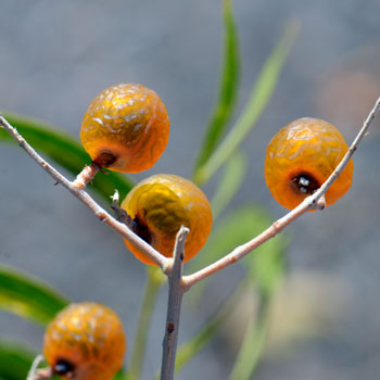 Soapberry, Western (Bare Root)