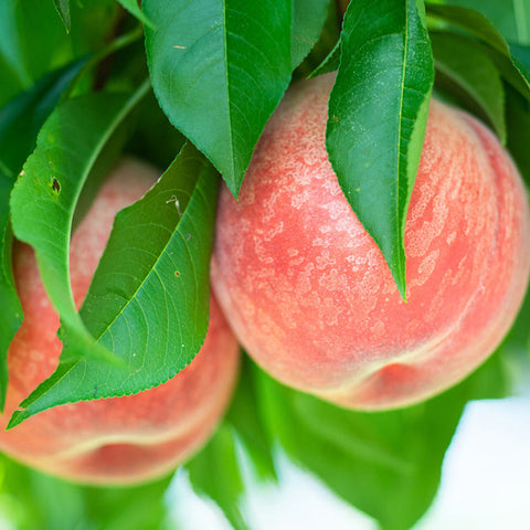 Peach, 'Raritan Rose' (Bare Root)