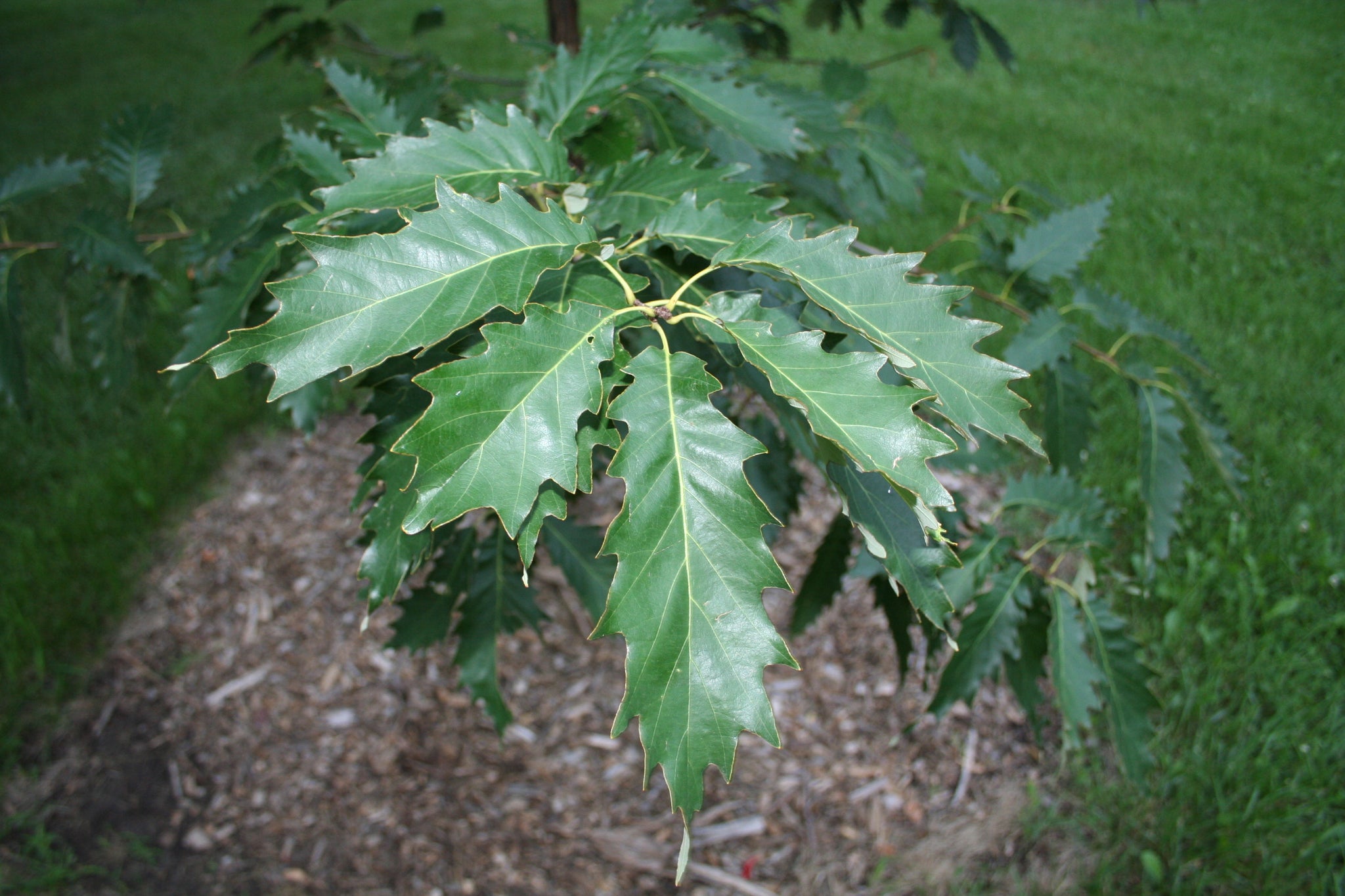 Oak, Chinkapin