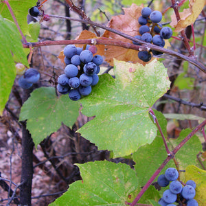 Grape, Canyon (Bare Root)