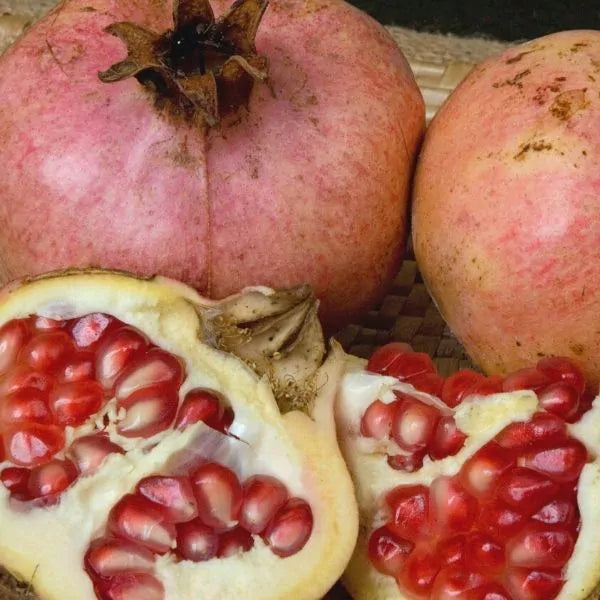 Pomegranate, Ambrosia