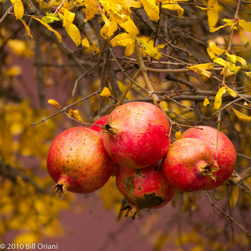 Pomegranate, Austin