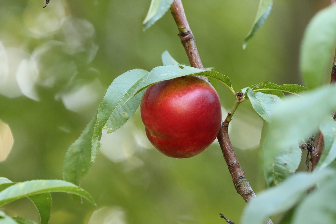 Nectarine, 'Mericrest' (Bare Root)