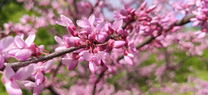 Western Redbud