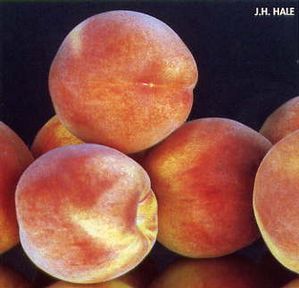 Peach, 'Lovell'