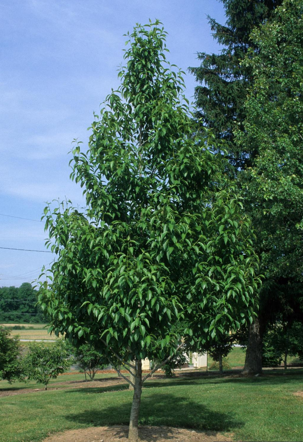 Hardy Rubber Tree