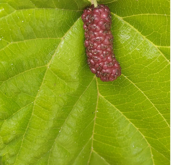 Mulberry, 'Kokuso'