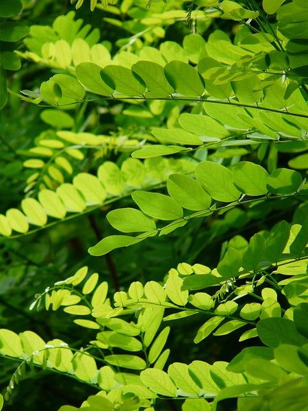 Black Locust