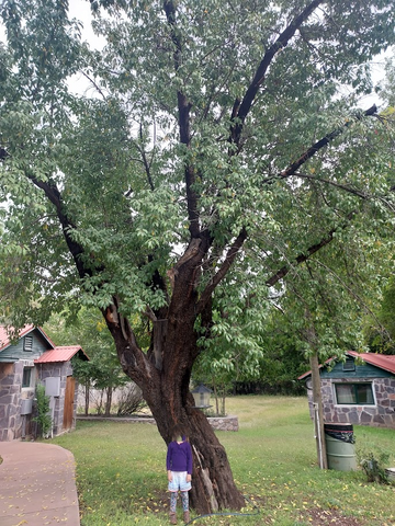 Peach, Huge Gila Seedling