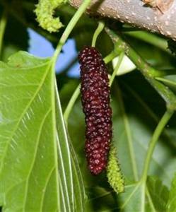 Mulberry, 'Pakistan'