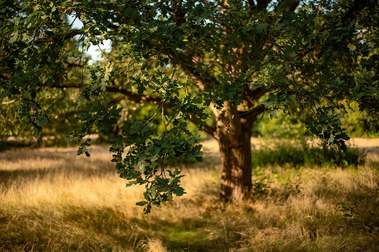 Oak, Bur