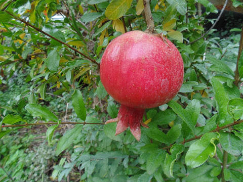 Pomegranate, Rannii