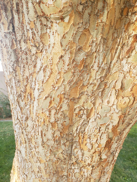 Elm, Lacebark (Bare Root)