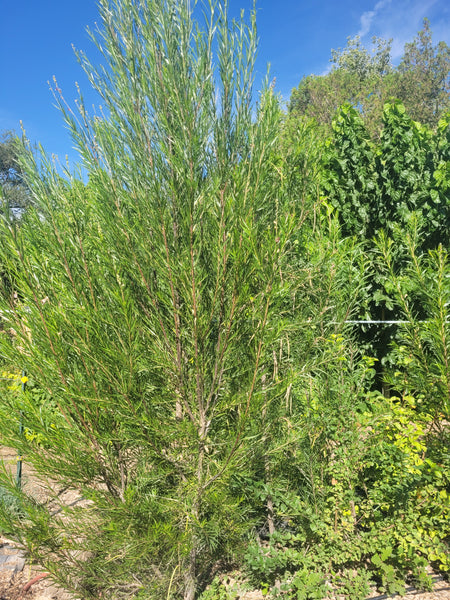 Desert Willow (Bare Root)