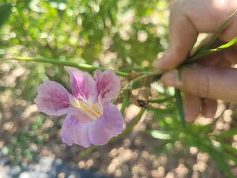 Desert Willow (Bare Root)