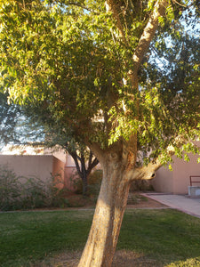 Elm, Lacebark (Bare Root)