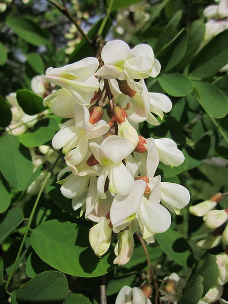 Black Locust