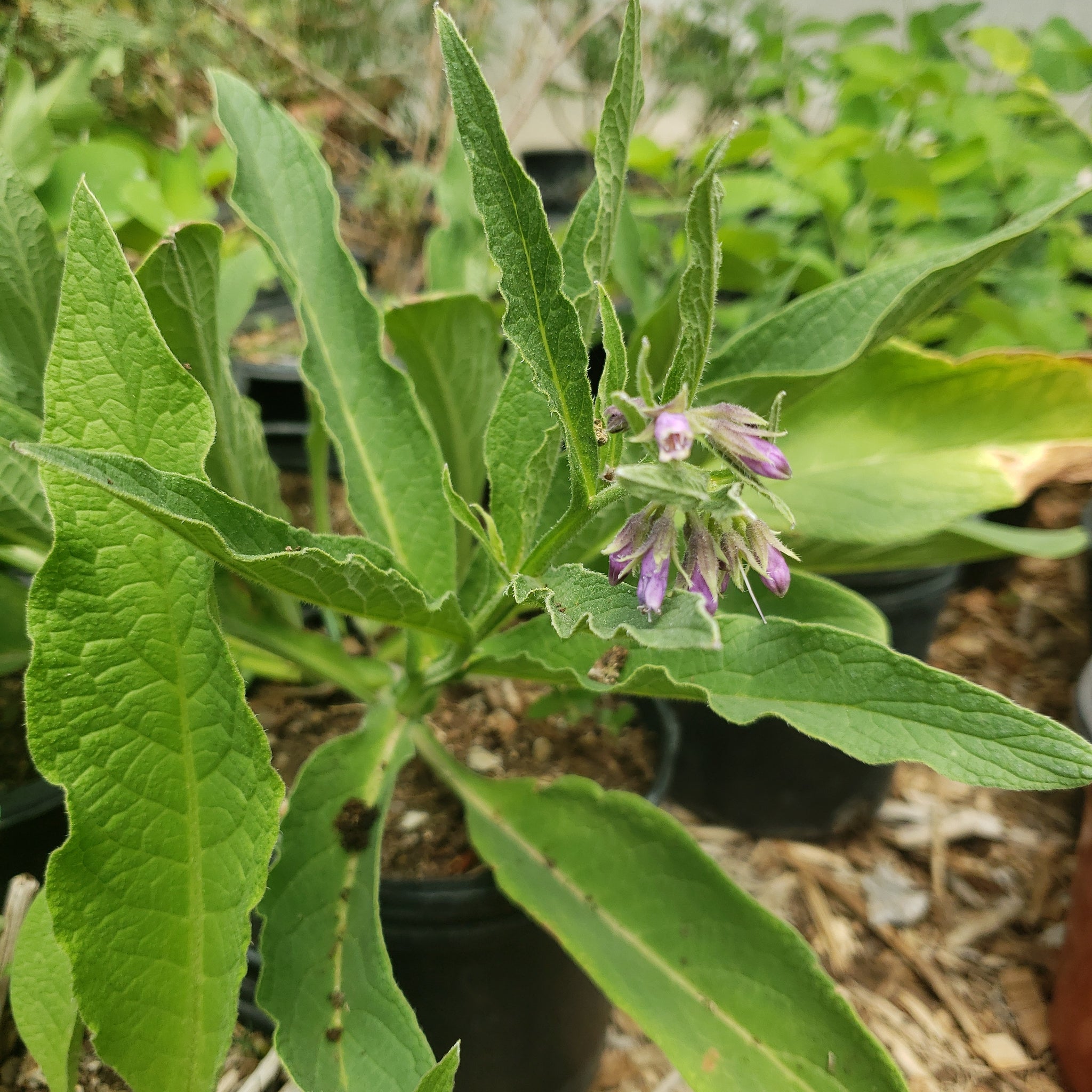 Comfrey